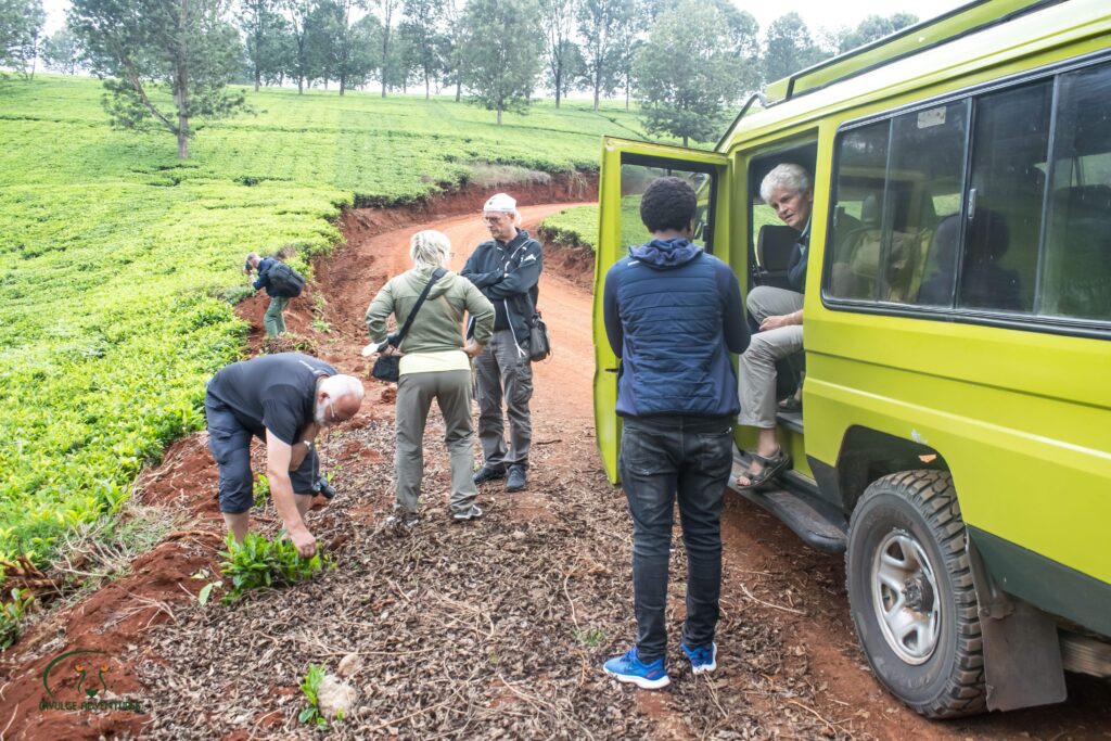 tea farm tours and safari courtesy of divulge adventures