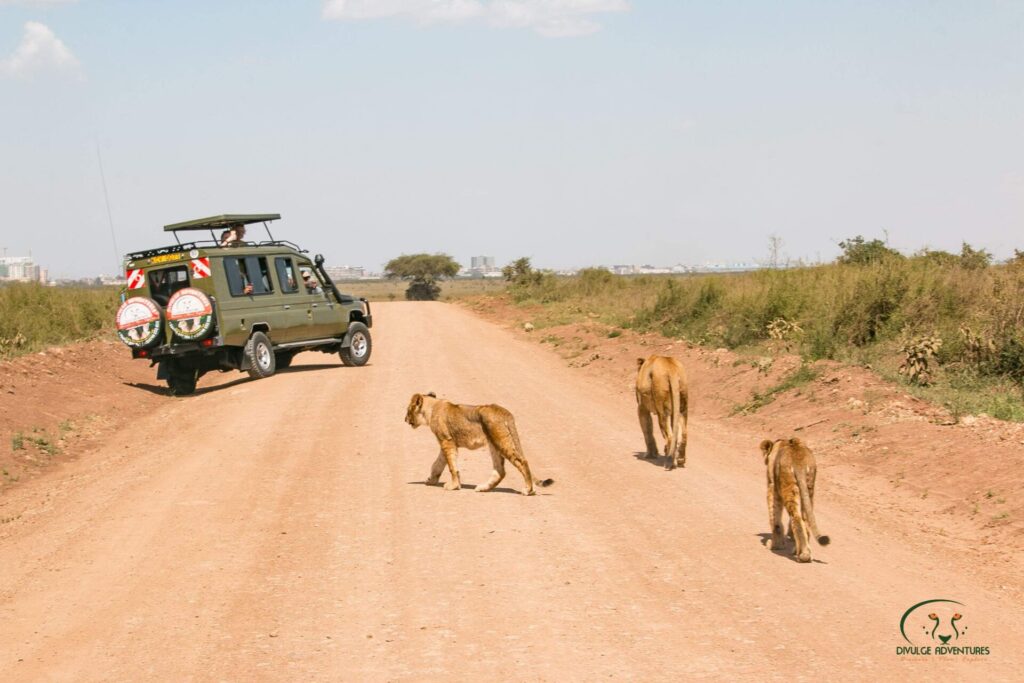 A Pride of Lions at Nairobi National Park