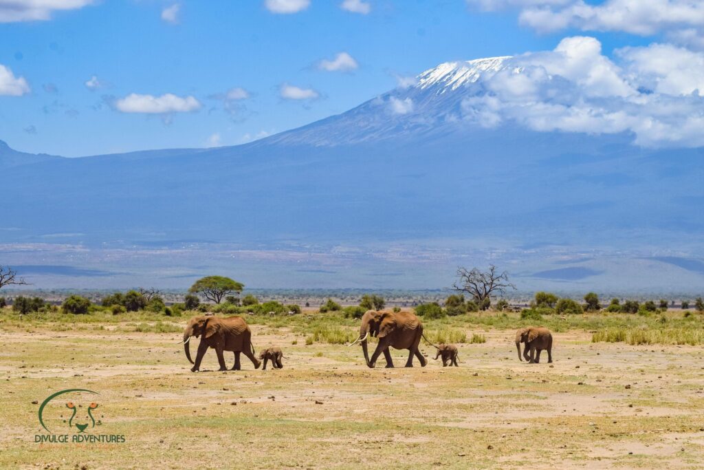 Divulge Adventures Amboseli