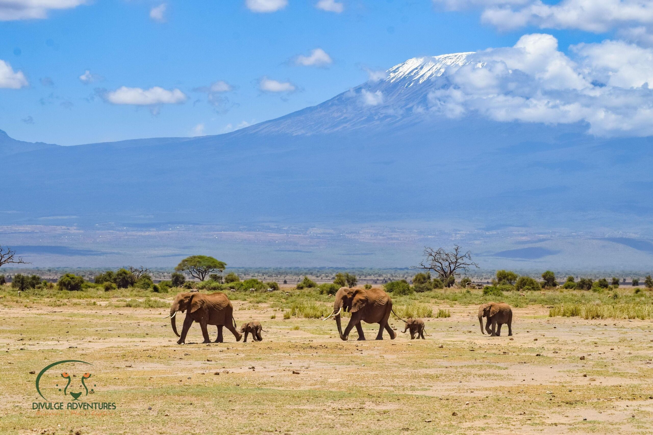 Divulge Adventures Amboseli