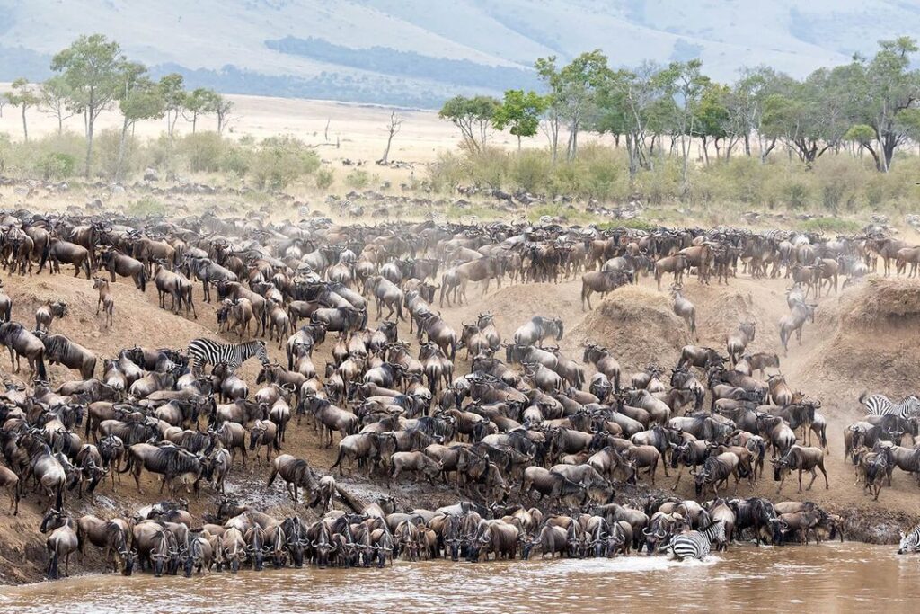 masai-mara-wildebeests-migration-kenya-africa