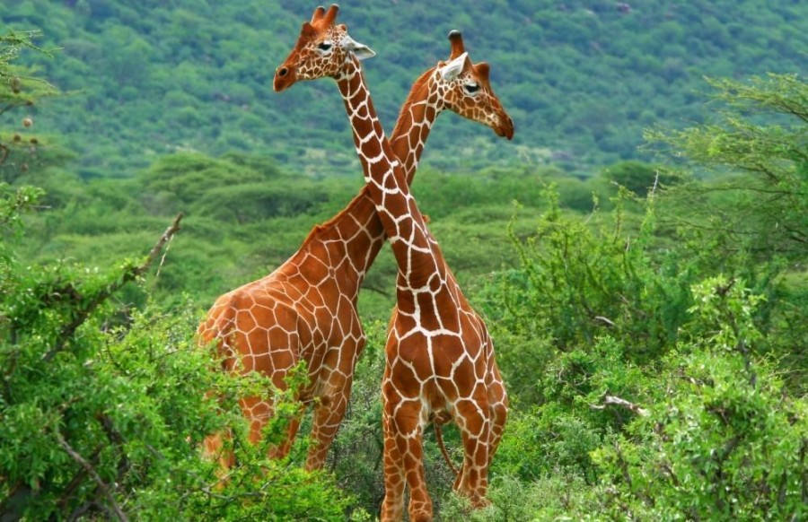 reticulated giraffes at one of the top destinations to visit in kenya, samburu national reserve 