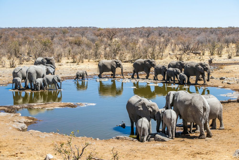 elephants at the watering hole, Etosha National Park, Namibia