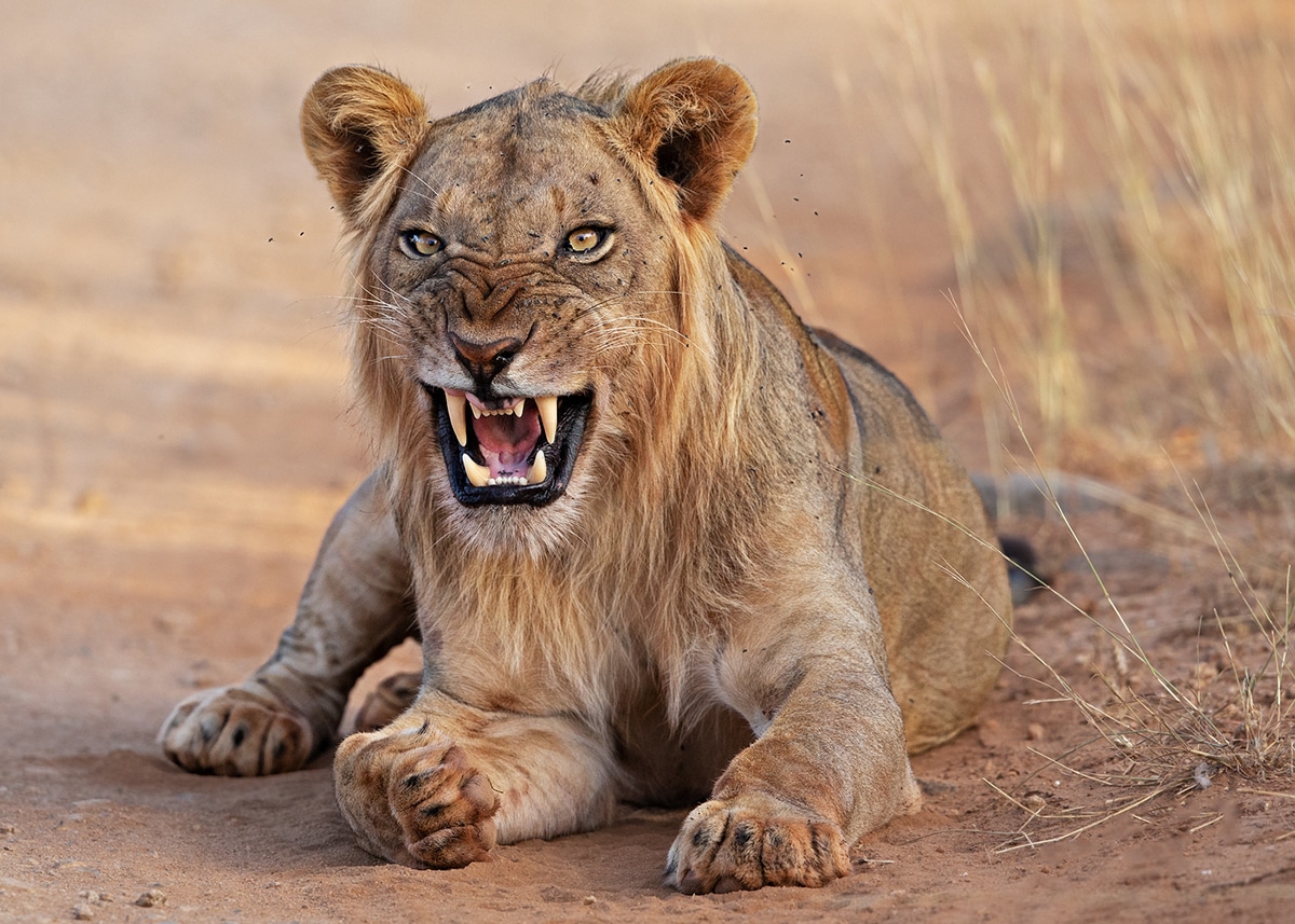 A male lion at Meru National park