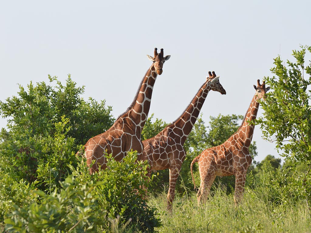 reticulated giraffes at Meru National Park