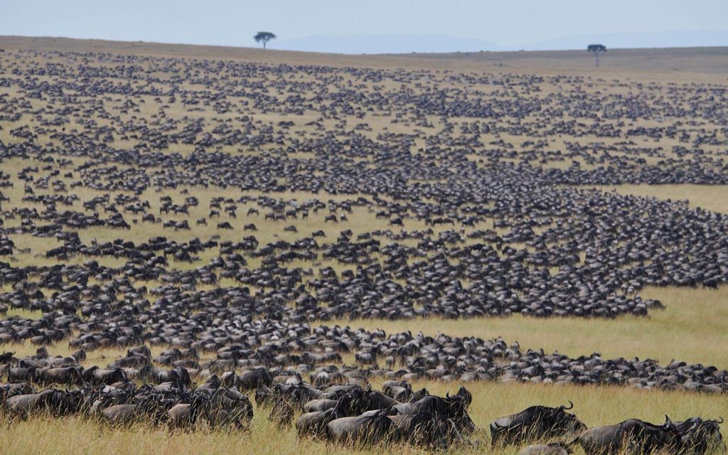The great migration herds