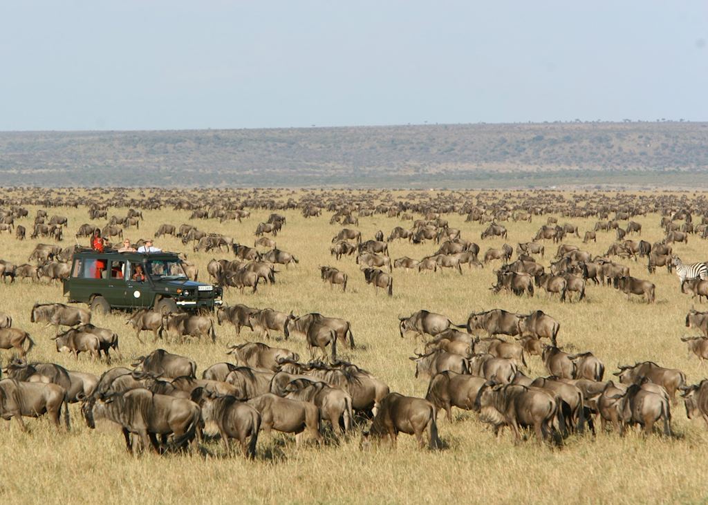 The Large Herds of Great Wildebeest Migration
