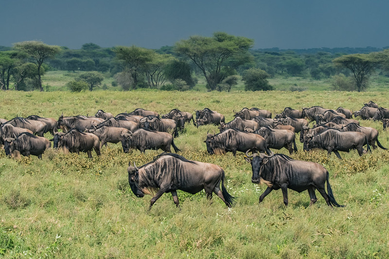 A herd of Wildebeest on Great Migration