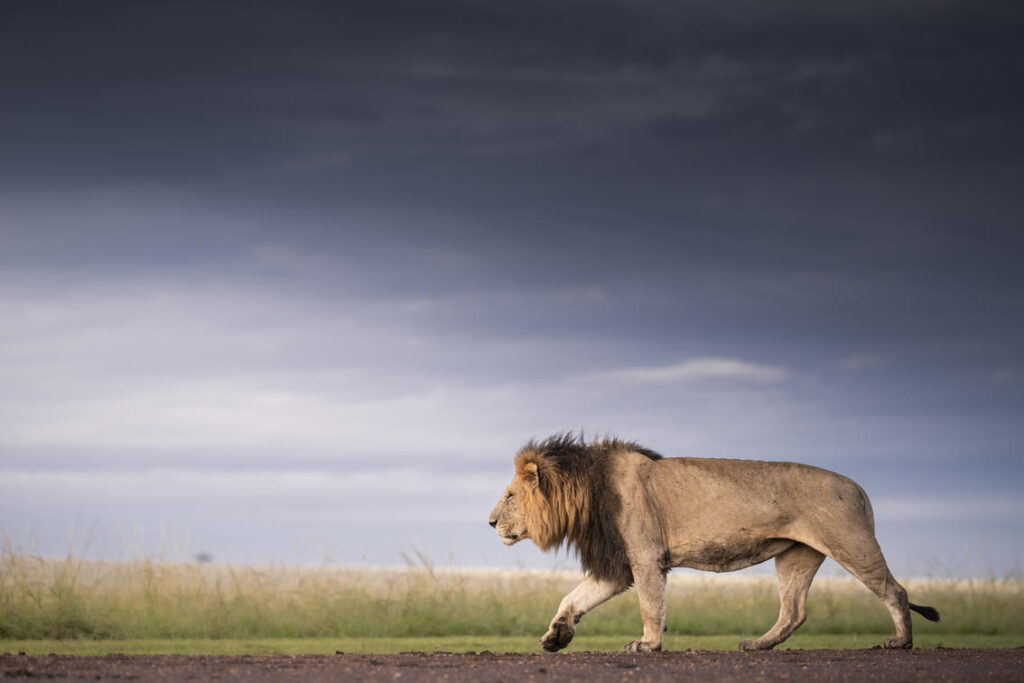 #Lions