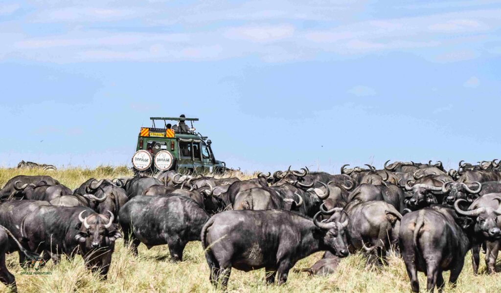 kenya safari and beach - divulge adventures