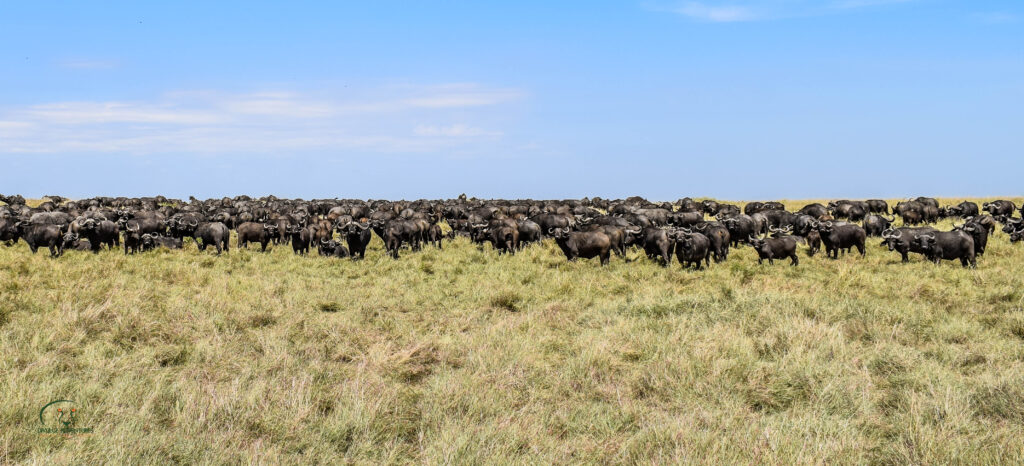 divulge adventures wildebeest migration