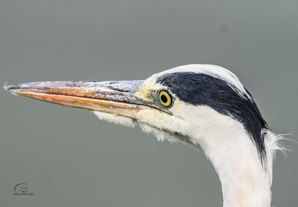 birding safaris - divulge adventures