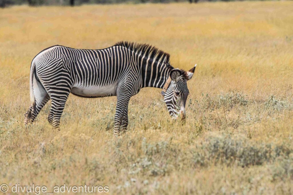 Gravy zebra samburu game reserve - divulge adventures