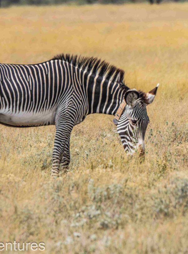 Gravy zebra samburu game reserve - divulge adventures