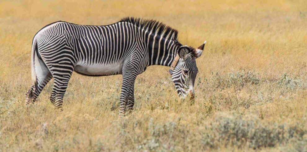 Gravy zebra samburu game reserve - divulge adventures