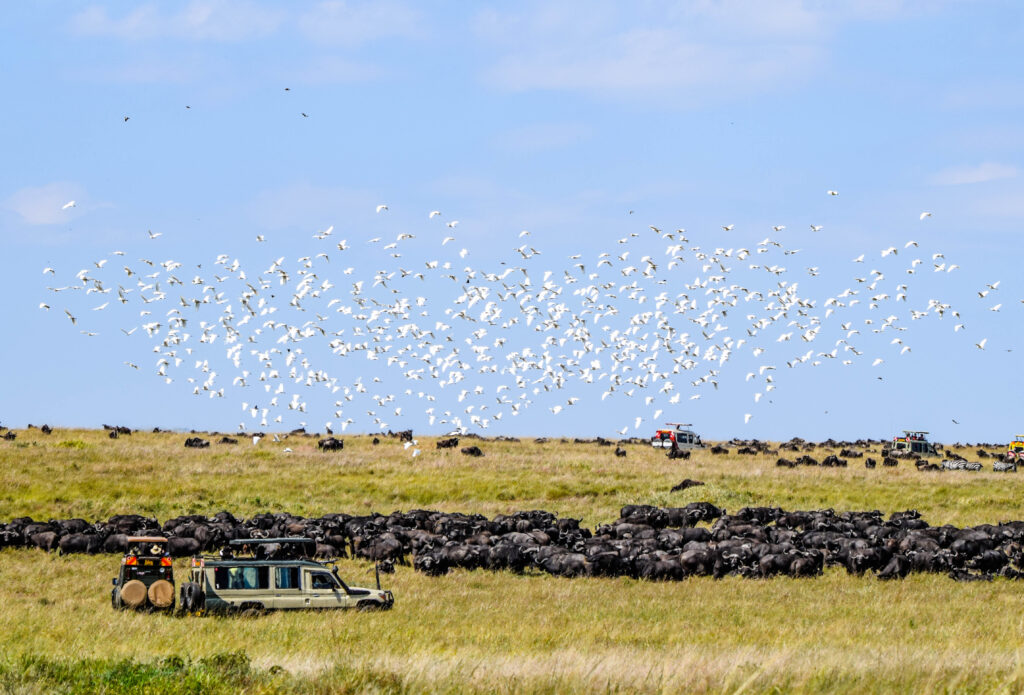 divulge adventures wildebeest migration