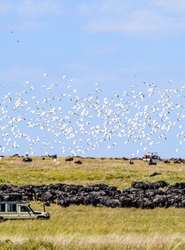 divulge adventures wildebeest migration