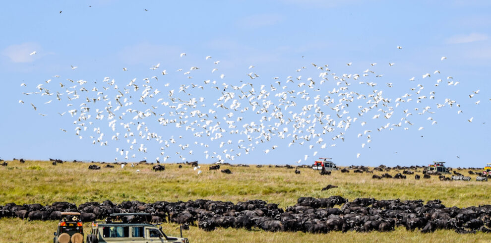 divulge adventures wildebeest migration
