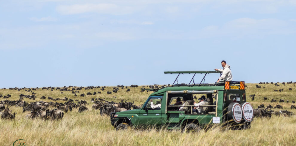 divulge adventures wildebeest migration