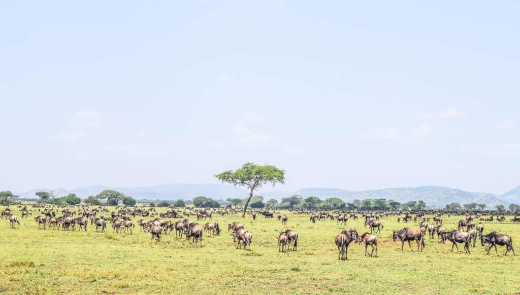 kenya and tanzania safari- divulge adventures