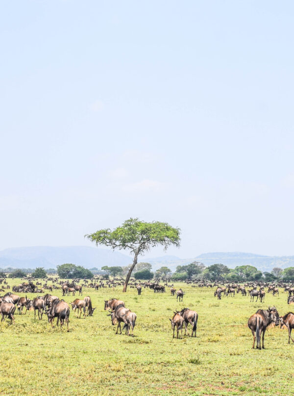 kenya and tanzania safari- divulge adventures