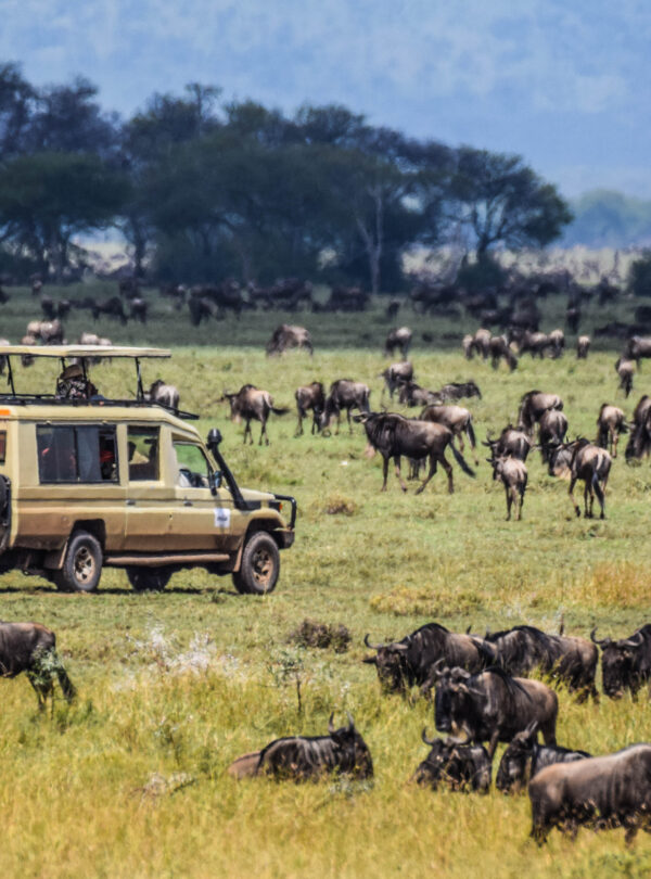 tanzania safari and beach flight package - divulge adventures