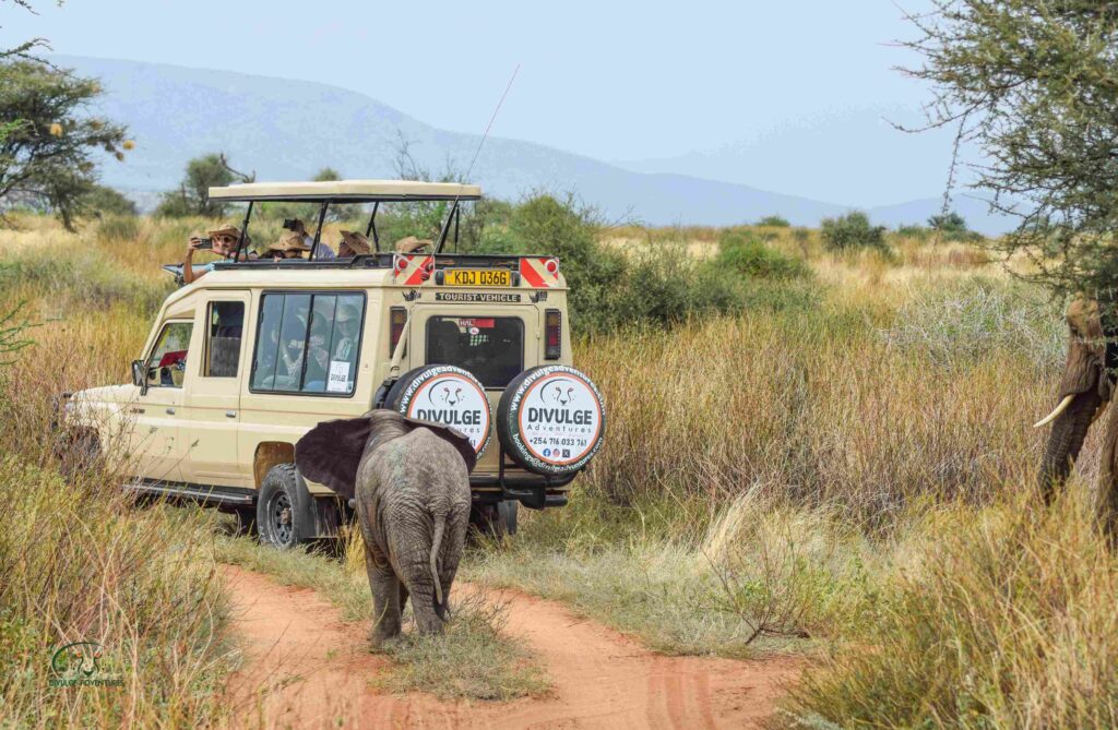 samburu national game reserve - divulge adventures