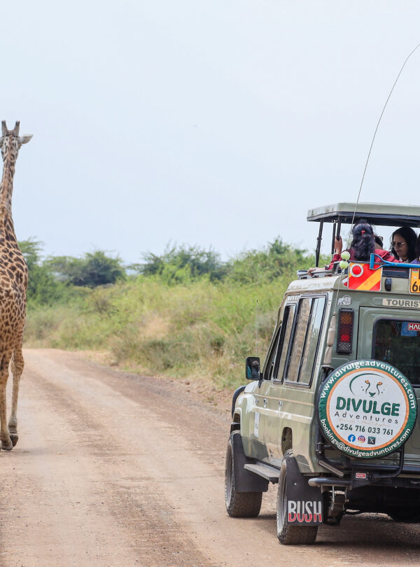 divulge adventures safari
