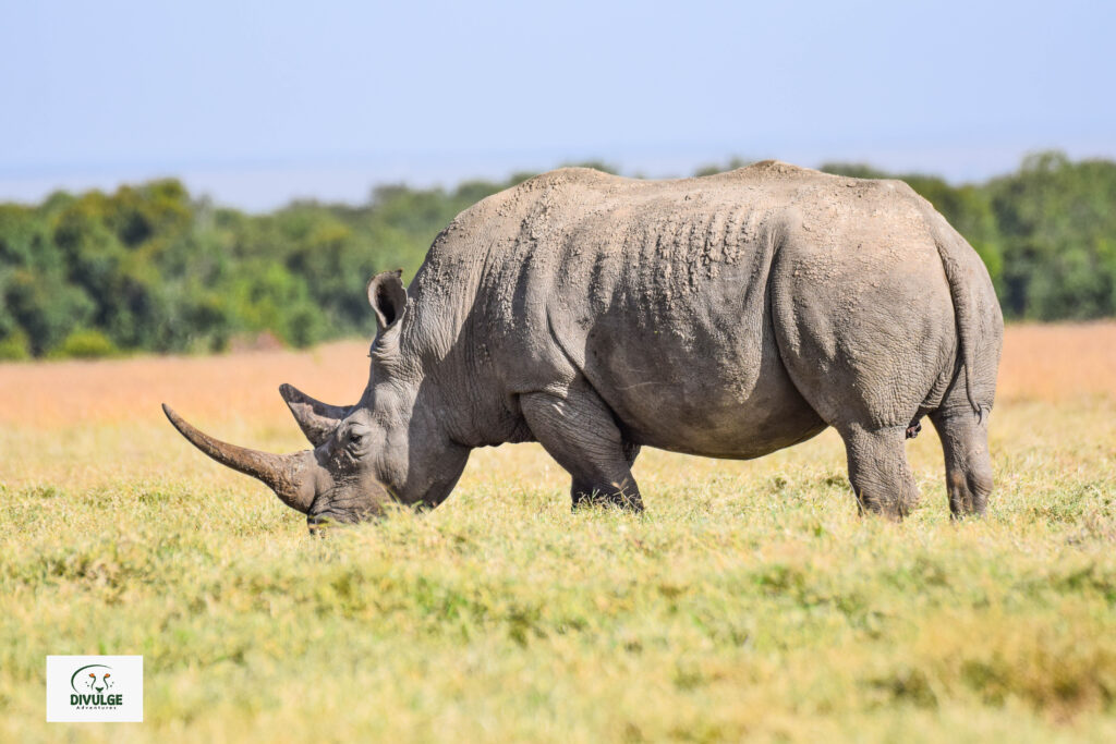 divulge adventures lake nakuru national park