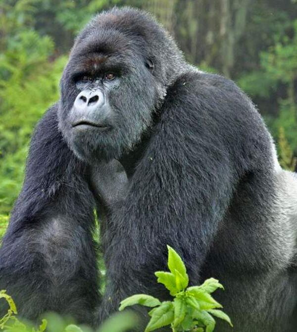 Gorilla trekking Rwanda