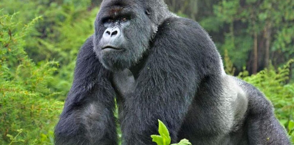 Gorilla trekking Rwanda