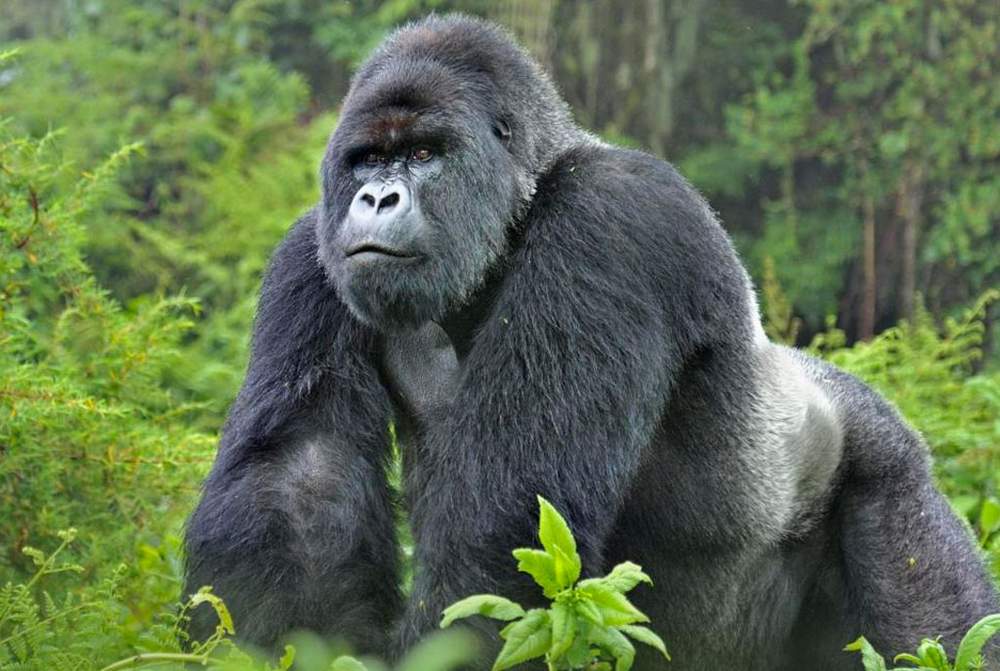 Gorilla trekking Rwanda