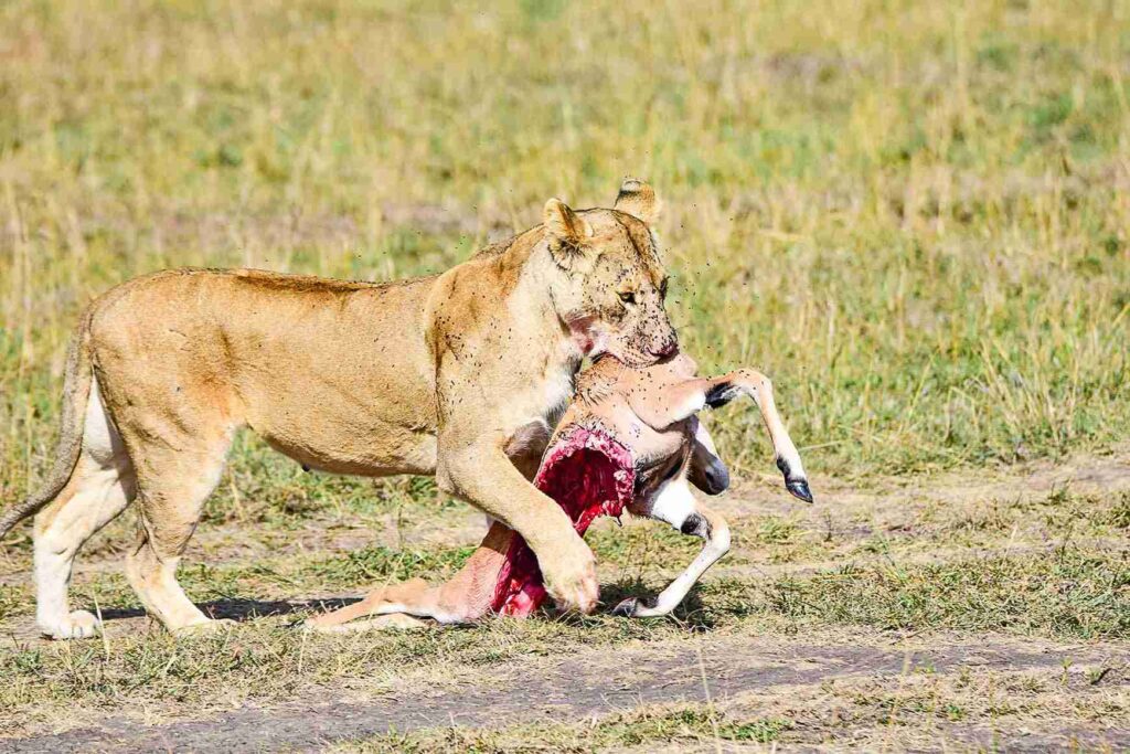 kenya and tanzania safari- divulge adventures