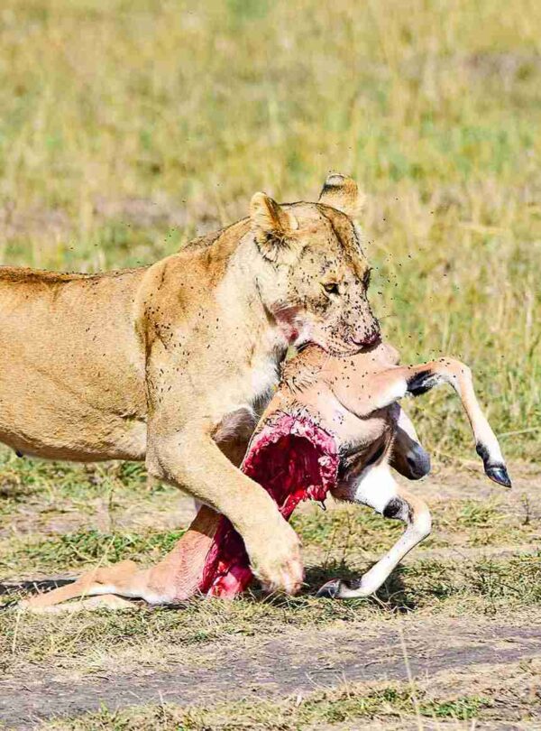 kenya and tanzania safari- divulge adventures