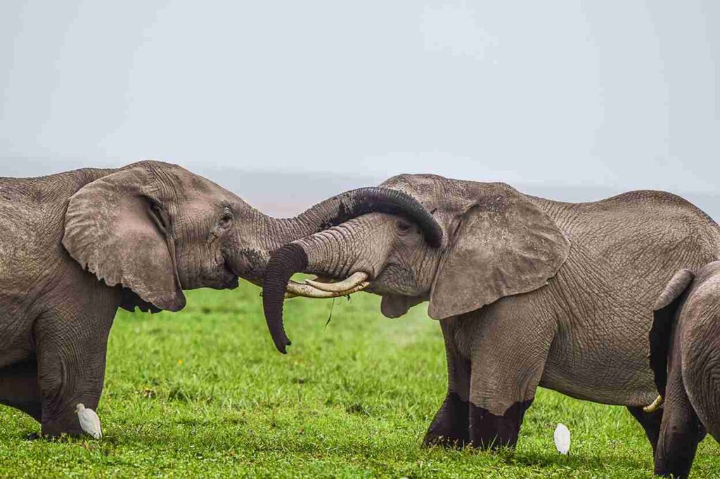 amboseli national park