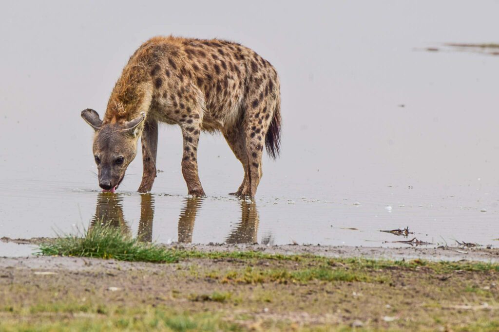 kenya and tanzania safari- divulge adventures
