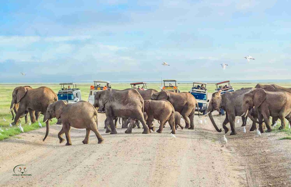 divulge adventures safari