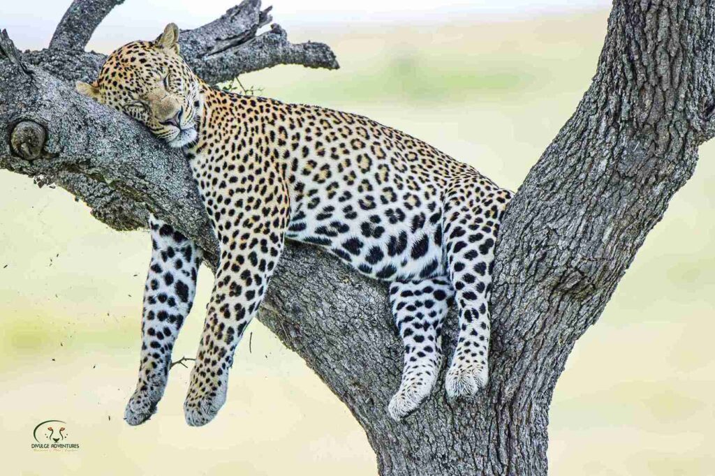 divulge adventures wildebeest migration safari