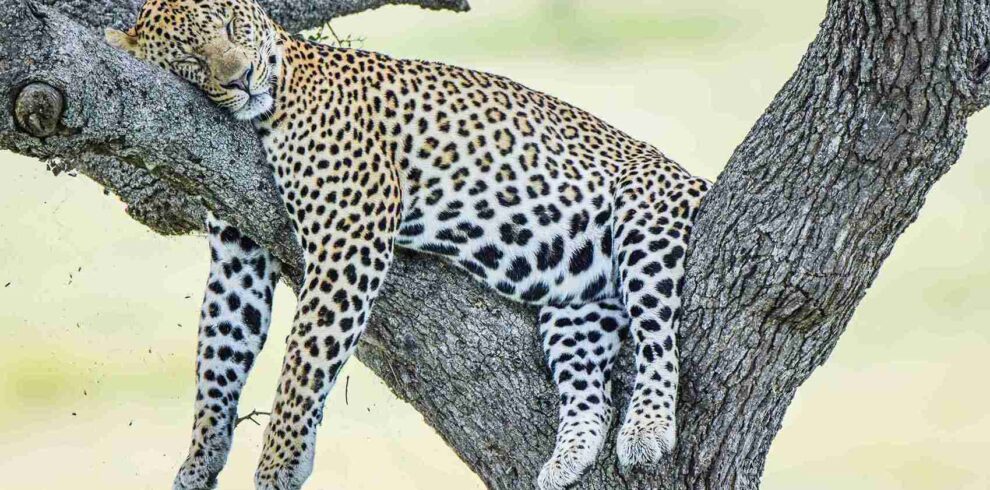 divulge adventures wildebeest migration safari