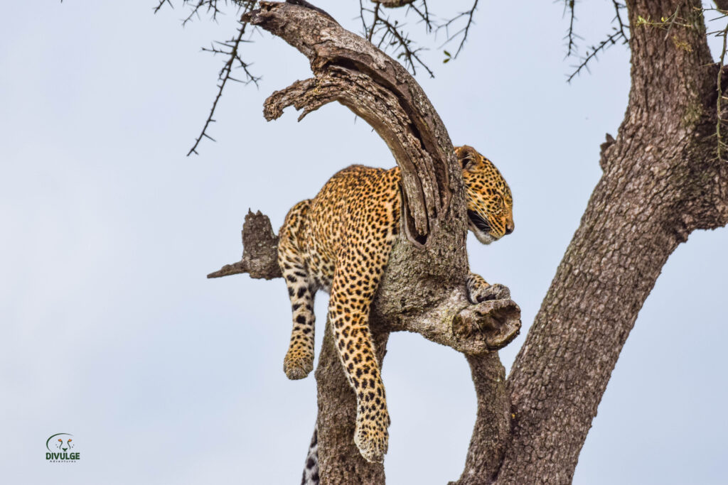divulge adventures safari pics