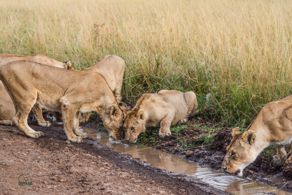 divulge adventures safari