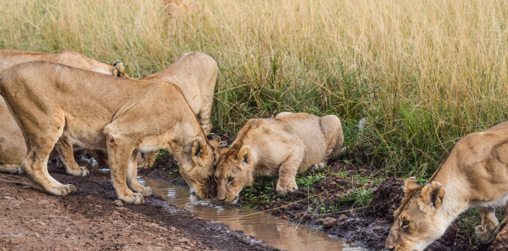 divulge adventures safari