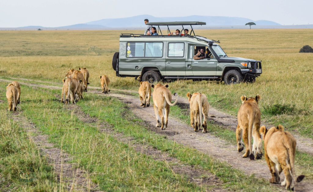 divulge adventures kenya safari