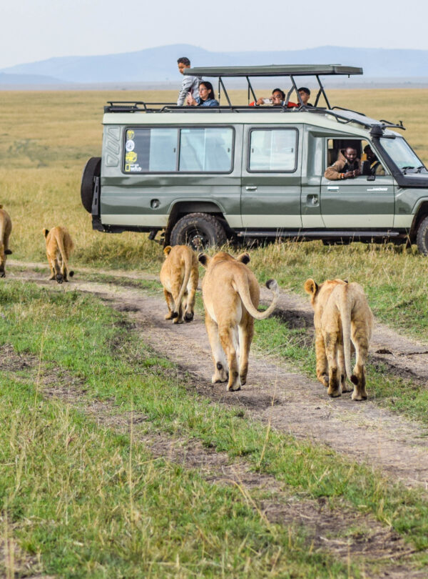 divulge adventures kenya safari