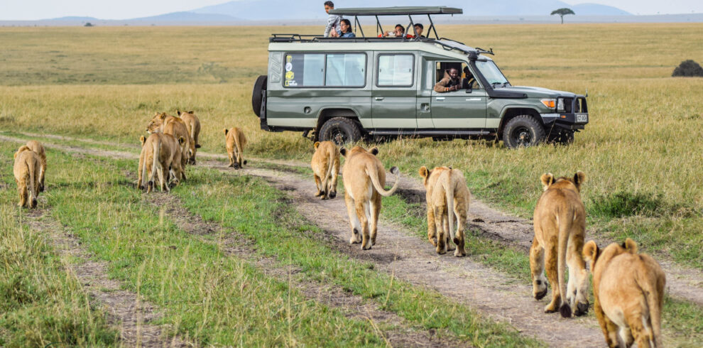 divulge adventures kenya safari