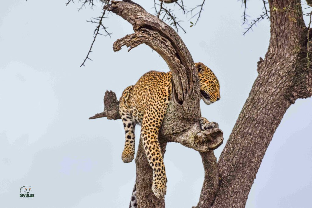 kenya safari and beach - divulge adventures