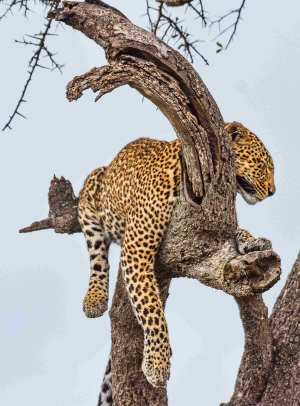 kenya safari and beach - divulge adventures