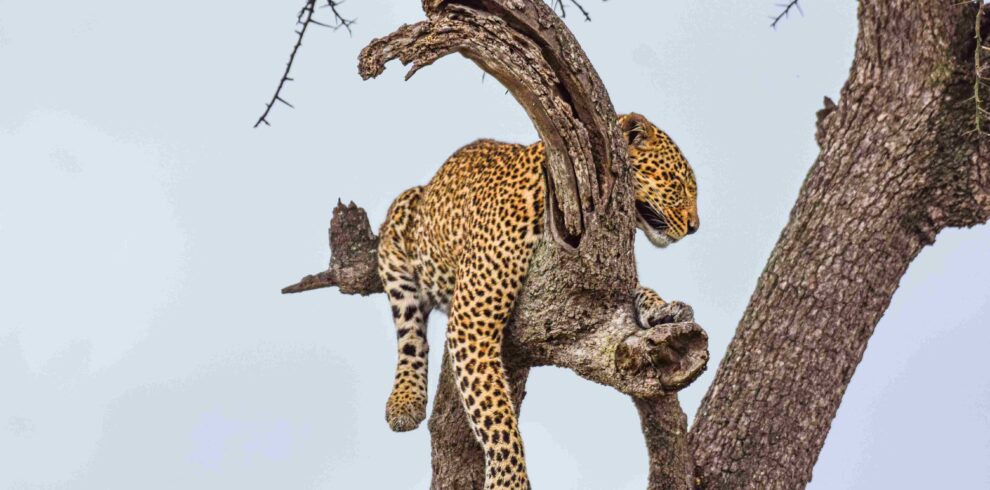 kenya safari and beach - divulge adventures