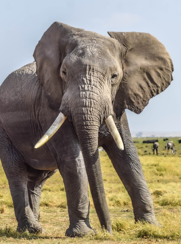 divulge_adventures_safari-405