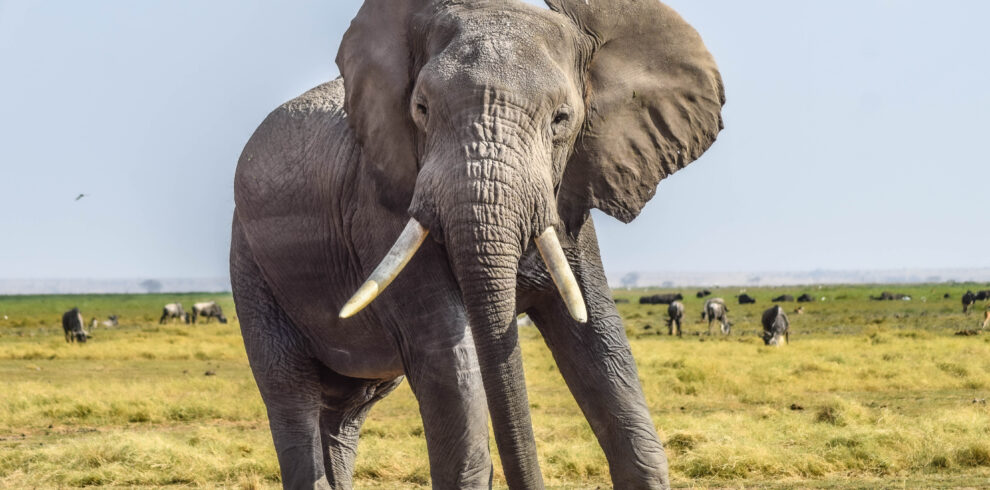amboseli national park-divulge adventures